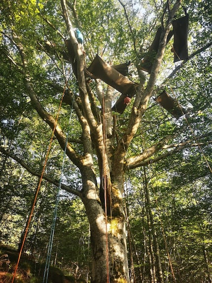 Beech with a dozen hammocks inside