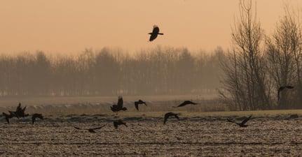 regroupement de corbeaux créant dees dégâts sur un champ agricole