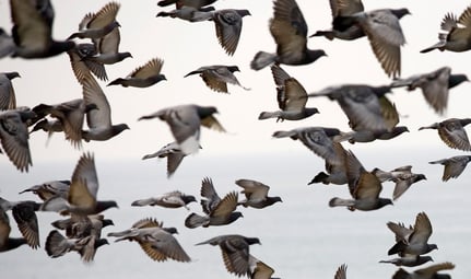 colonie de pigeons au vol