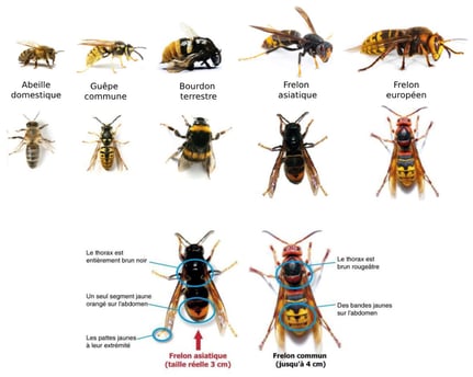 Global Nuisibles : société d'extermination des nuisibles à Valence