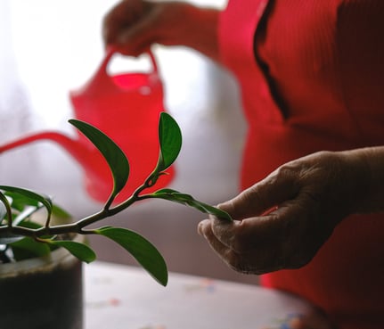 A Care Worker watering plants during domiciliary care