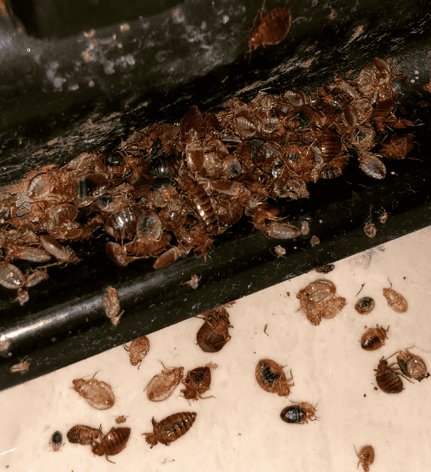 biting bed bugs hide in the corner of a bed frame