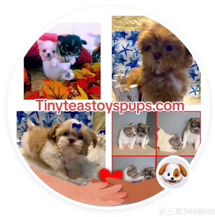 Tiny Teas Toys Pups logo