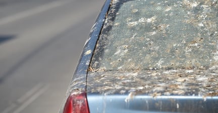 exemple de fientes d'étourneaux en ville, sur les voitures