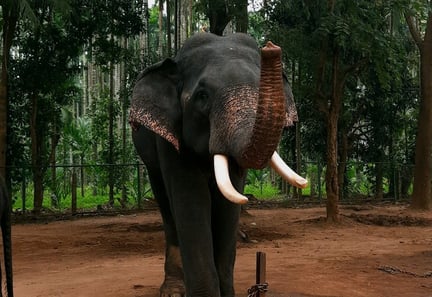a elephant in Sakrebyle Elephant Camp