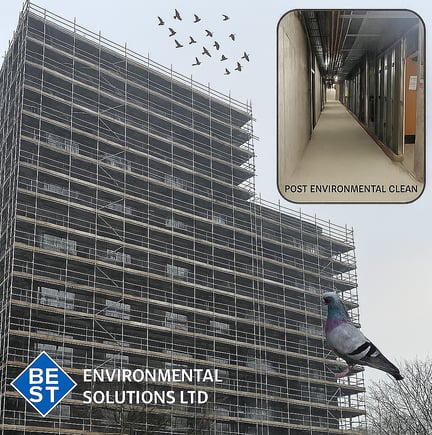 bird dropping cleaning Essex