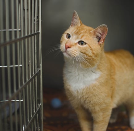 Chat dans un cabinet vétérinaire à Bruxelles