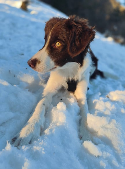 Velcro dans la neige