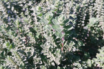 an Organic Greek oregano plant