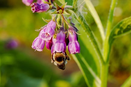 Abeille biostimulants respectent la nature