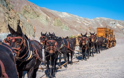 Death Valley, CA - A 20 mule team pulling wagons full of borax through the desert