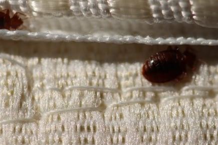 bed bugs hide in the seams of the mattress and bed frame