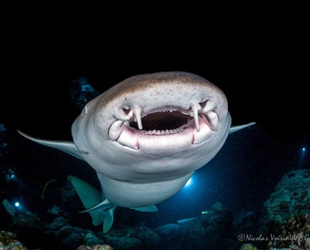 Gueule requin nourrice