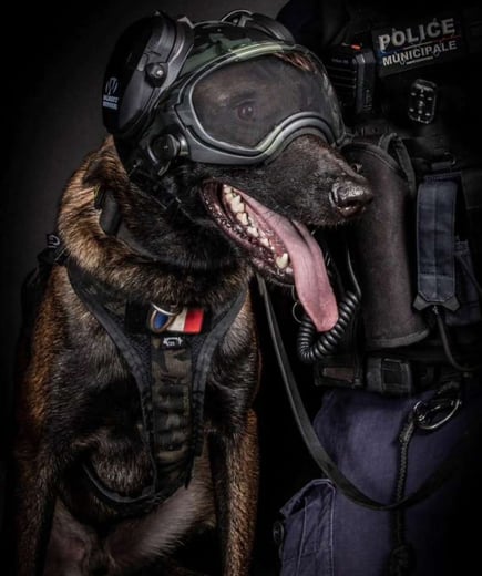 k9 with oenk9 gear