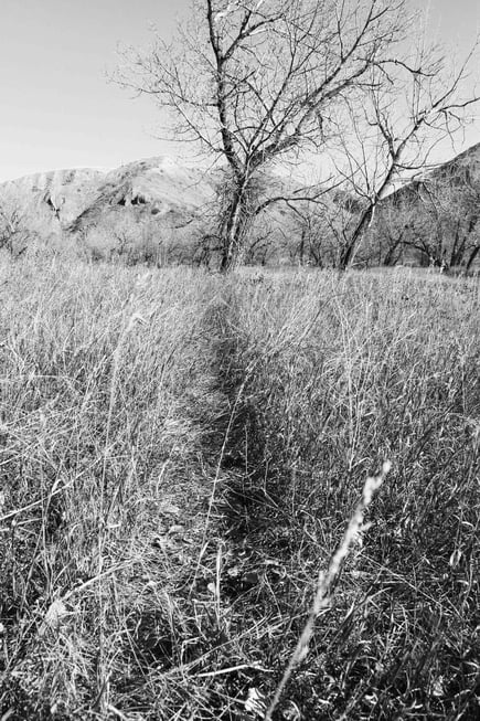 Jennifer Mae Wood, A Line Made by Woman Walking, Photography, 24x36, 2015