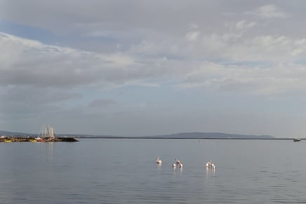 Flamingos on Etang du Thau