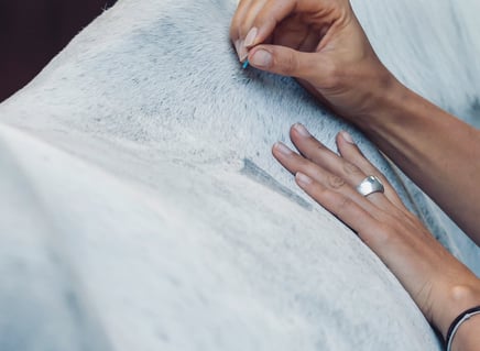 psychosomatische Shen Akupunktur für Pferde