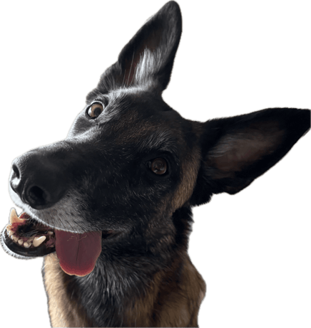 tête de malinois chien qui prend des cours d'obéissance chez Canisens à Roanne