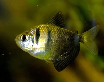 tetra negro