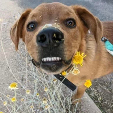 The dog that inspired us to start Tucson Dog Joggers!