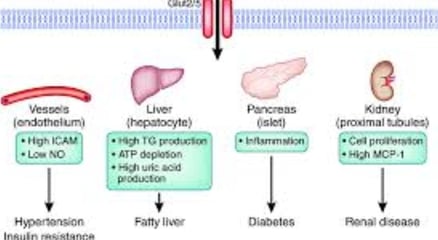Fructose and Health Relationship with Obesity, Fasting