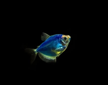 peixe transgenico