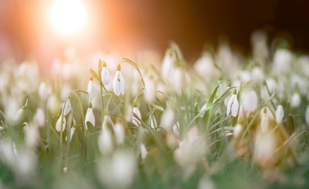 snowdrops in the grass