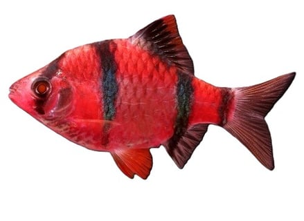 barbo sumatrano modificado