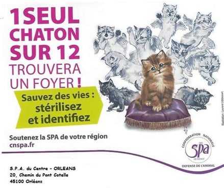 Campagne stérilisation chat SPA
