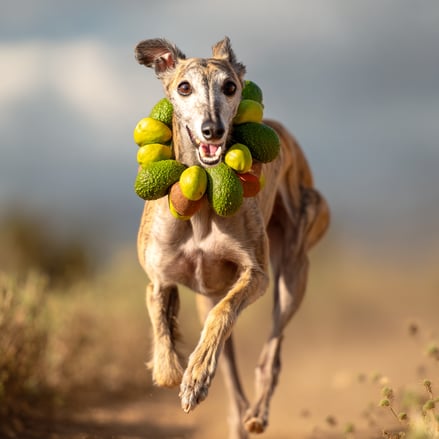 Chien galgo avec avocats