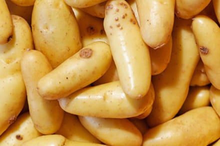 pile of fingerling potatoes