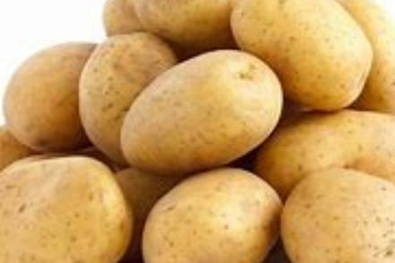 load of white potatoes