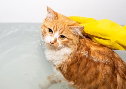 orange kitten taking a bath
