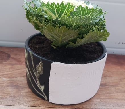 Pot restauré avec un plant de chou frisé à l'intérieur