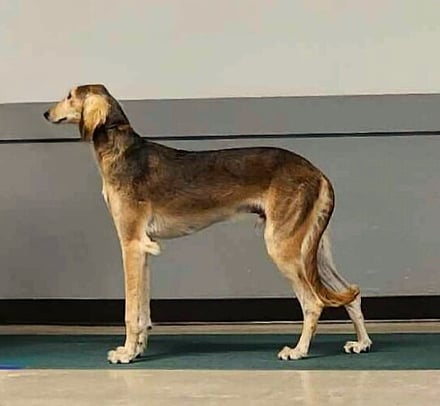 Saluki