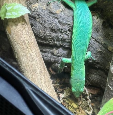 Green Keeled Lizards