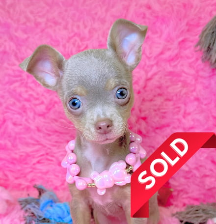 Lilac Chihuahua Puppy For Sale - Lilac Chihuahua Puppies For Sale - Petite Pups