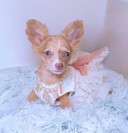 Lilac Merle Chihuahua Puppy For Sale - Lilac Merle Chihuahua Puppies For Sale - Petite Pups