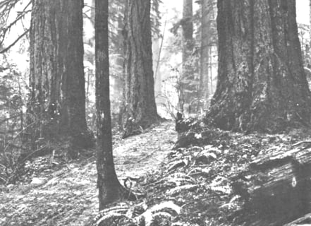 Snoqualmie, WA - Explore the first (dirt) Wagon Road, finished 1868 for a route to Seattle