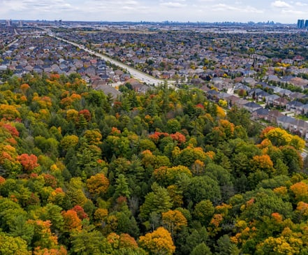 A patch of forest on the edge of a city in York Region.