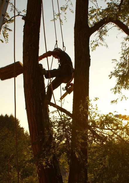 Elagage d'un arbre.