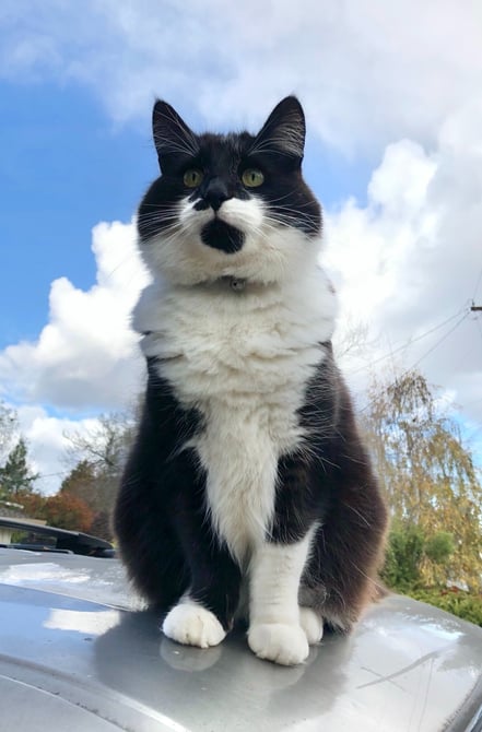 Onyx, the Majestic