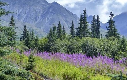 Anchorage, AK - The beauty & pristine wildernesses of Denali National Park