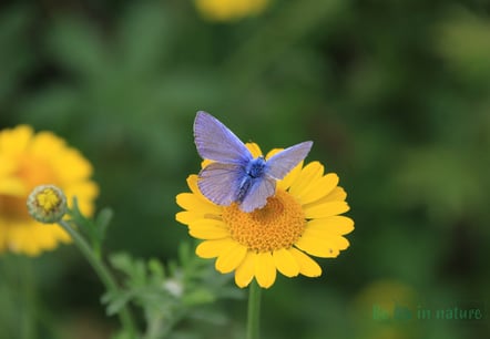 blauwtje, bloem, vlinder, natuurcoaching, persoonlijkeontwikkeling