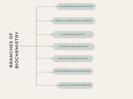 Branches of biochemistry