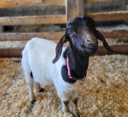 a black and white goat standing in a barn with a happy expression