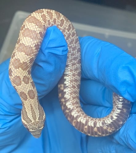 Lavender Hognose