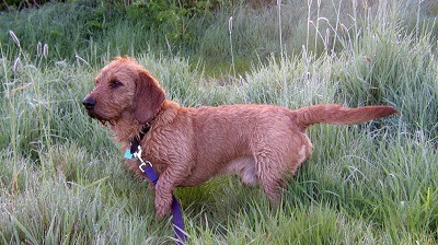 chien basset fauve de bretagne