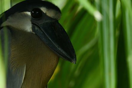 Boat billed heron at Sierpe Mangrove 
