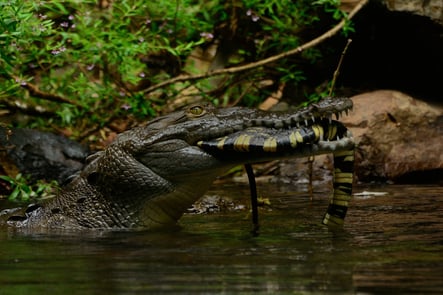 Crocodile in Sierpe River, Costa Rica
